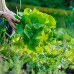 Manfaat Konsumsi Sayuran Berwarna Warni Bagi Tubuh Sebuah Panduan Lengkap Untuk Kesehatan Optimal