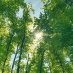 Mengukur Dampak Digital Anda Memahami Dan Mengurangi Jejak Karbon Harian Dengan Aplikasi Khusus