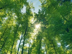 Mengukur Dampak Digital Anda Memahami Dan Mengurangi Jejak Karbon Harian Dengan Aplikasi Khusus